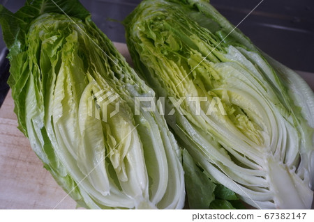 "Cross section of romaine lettuce" 67382147