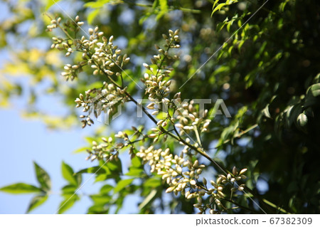 Southern flowers Southern flowers 67382309