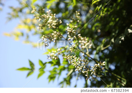 南方的花朵 南方的花朵 67382394