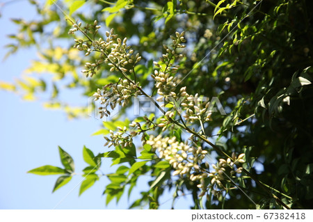 Southern flowers Southern flowers 67382418