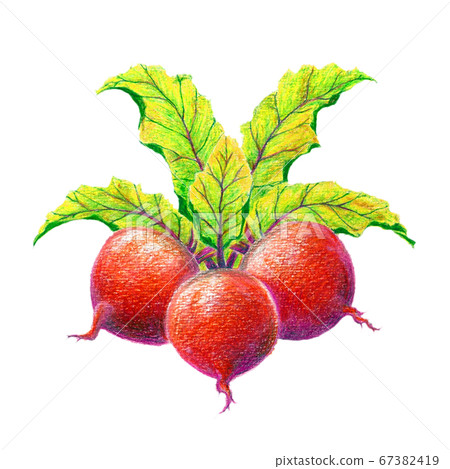 用彩色鉛筆繪製的紅蘿蔔的圖片 用彩色鉛筆繪製的紅蘿蔔的圖片 67382419