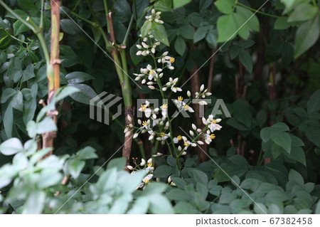 南方的花朵 南方的花朵 67382458