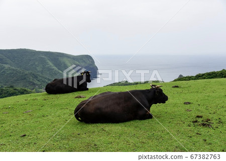 Oki grazing cow Oki grazing cow 67382763