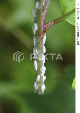 Larvae of the green peach on the stem of weeds 67383105
