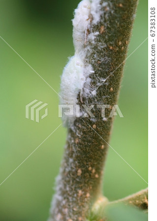 Larvae of the green peach on the stem of weeds Larvae of the green peach on the stem of weeds 67383108