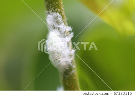 雜草莖上的綠色桃子幼蟲 67383110