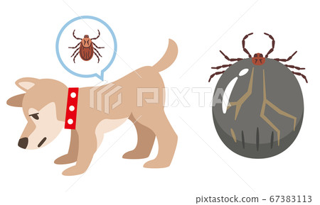 A set of dogs infested with ticks and ticks after blood feeding 67383113