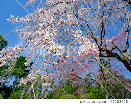 大津市坂本市垂枝櫻花 大津市坂本市垂枝櫻花 67383458