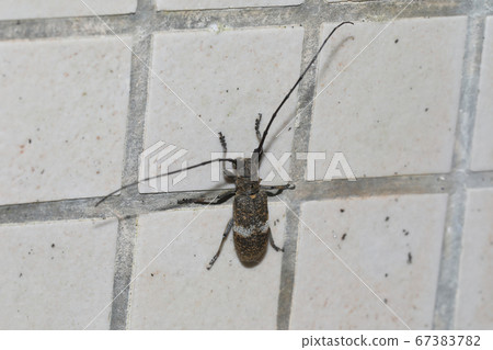 Lady Beetle Kamikiri 67383782