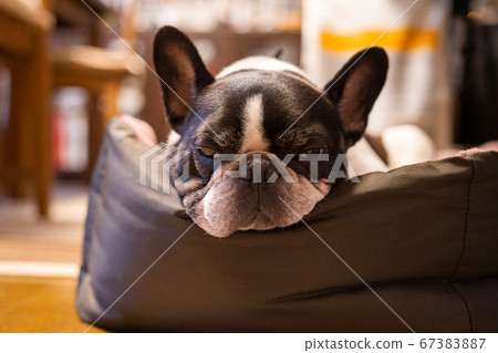French bulldog being attacked by sleepiness French bulldog being attacked by sleepiness 67383887