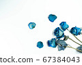 Dried flower of blue rose on white background 67384043