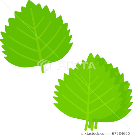 Layered green leaves, aojiso Layered green leaves, aojiso 67384660