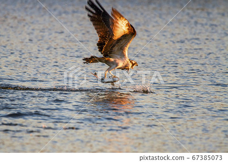 Osprey's Hunt Osprey's Hunt 67385073