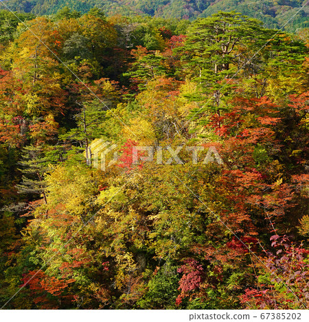 Narukokyo Tohoku Miyagi Prefecture 67385202