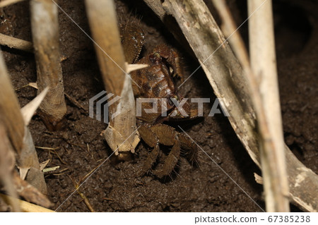 Kurobenkeigani 67385238