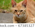 一隻陽光明媚的貓 67385327