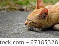 一隻陽光明媚的貓 67385328