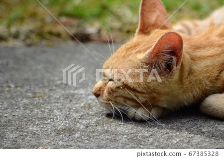 一隻陽光明媚的貓 一隻陽光明媚的貓 67385328