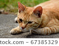 一隻陽光明媚的貓 67385329