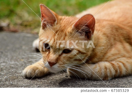 一隻陽光明媚的貓 一隻陽光明媚的貓 67385329