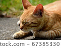 一隻陽光明媚的貓 67385330