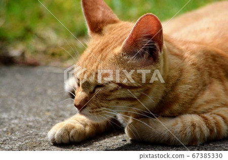 一隻陽光明媚的貓 67385330