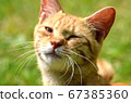 一隻陽光明媚的貓 67385360
