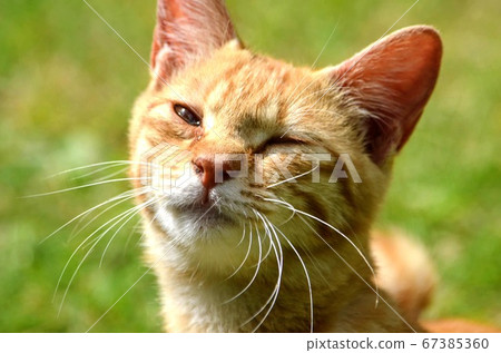 一隻陽光明媚的貓 67385360