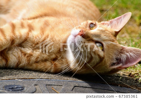 一隻陽光明媚的貓 一隻陽光明媚的貓 67385361