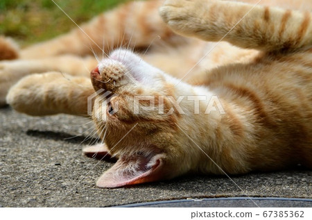 一隻陽光明媚的貓 一隻陽光明媚的貓 67385362