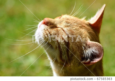 一隻陽光明媚的貓 一隻陽光明媚的貓 67385363