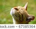 一隻陽光明媚的貓 67385364