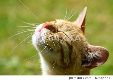 一隻陽光明媚的貓 67385364