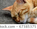 一隻陽光明媚的貓 67385375