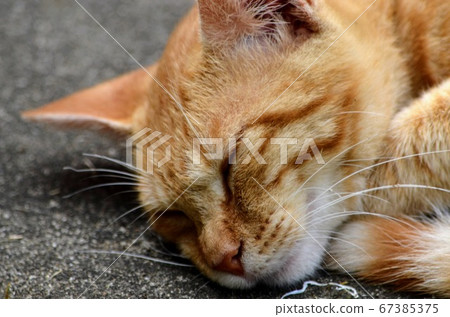 一隻陽光明媚的貓 一隻陽光明媚的貓 67385375