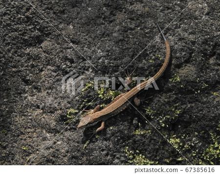 A lizard A lizard 67385616