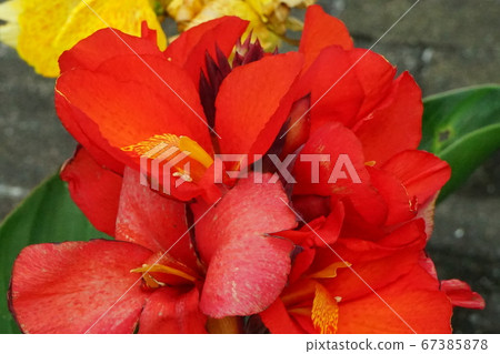 美人蕉花洋紅色 67385878