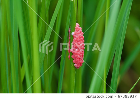 Scumilline egg eggs 67385937