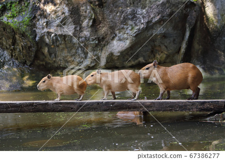 Capybara on the bridge 67386277