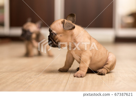 One-month-old French Bulldog puppy. Cute little puppy. 67387621