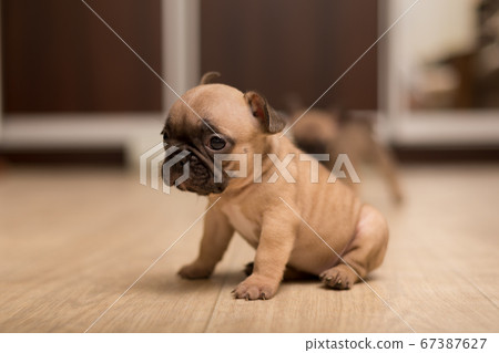 One-month-old French Bulldog puppy. Cute little puppy.