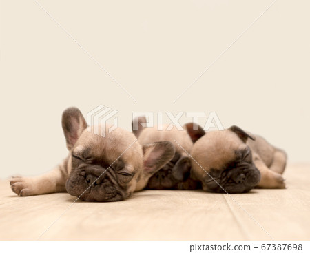 French Bulldog puppy. Cute little puppy. French Bulldog puppy. Cute little puppy. 67387698
