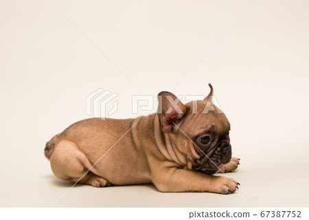 French Bulldog puppy. Cute little puppy. French Bulldog puppy. Cute little puppy. 67387752