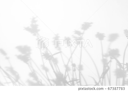 Gray shadows of lavender flowers and grass Gray shadows of lavender flowers and grass 67387783