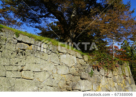 Tsuruga castle Autumn leaves Fukushima Tsuruga castle Autumn leaves Fukushima 67388006