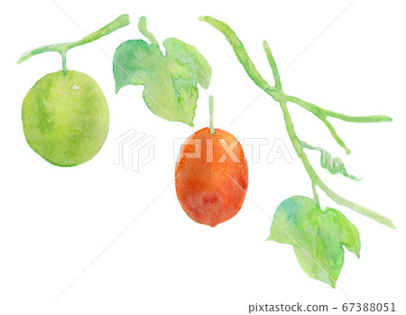 Crow seaweed watercolor 67388051