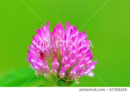 Purple clover Japanese name Red clover 67388268