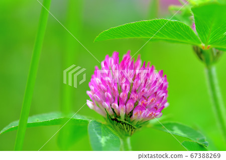Purple clover Japanese name Red clover Purple clover Japanese name Red clover 67388269