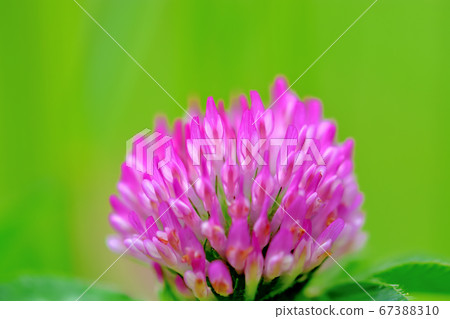 Purple clover Japanese name Red clover 67388310