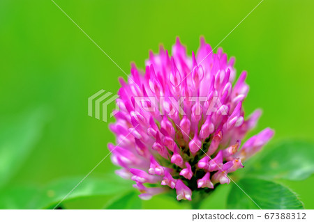 Purple clover Japanese name Red clover 67388312